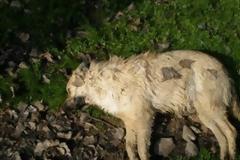 Νεκρά από φόλες 14 τσοπανόσκυλα, 4 αλεπούδες και 2 κουνάβια