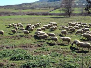 Φωτογραφία για Απάντηση για το Τιμές “θανάτου” για τους κτηνοτρόφους της Λέσβου