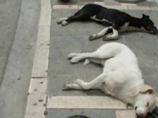 Φωτογραφία για Ηλικιωμένος θανάτωσε 10 σκυλιά στην Νάουσα Ημαθίας!