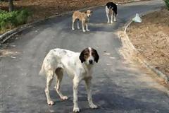 Νέα διαταγή της ΕΛ.ΑΣ. για την κακοποίηση ζώων