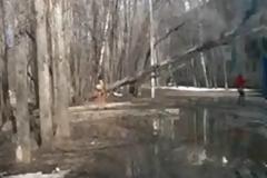 VIDEO: Διερχόμενη γλιτώνει τελευταία στιγμή από δέντρο που πέφτει!