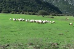Kατοχή Μεσολογγίου: κλοπή προβάτων