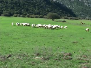 Φωτογραφία για Kατοχή Μεσολογγίου: κλοπή προβάτων