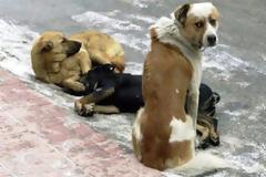 Υπέρ της ευθανασίας των αδέσποτων σκύλων το ρουμανικό κοινοβούλιο
