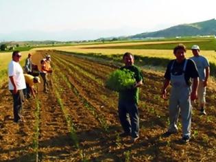 Φωτογραφία για Προσλήψεις ανέργων αγροτών στο Ρέθυμνο