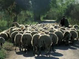 Φωτογραφία για Συνελήφθησαν αλλοδαποί στο Μεσολόγγι για ζωοκλοπή