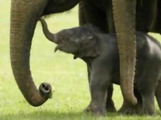 Φωτογραφία για Φτιάξανε σε Δημοτικό Σχολείο στα Τρίκαλα οδοντόπαστα για …ελέφαντα