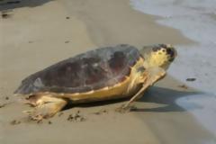 Κατάκολο : Eντοπίστηκαν νεκρές χελώνες καρέτα – καρέτα