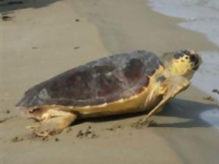 Φωτογραφία για Κατάκολο : Eντοπίστηκαν νεκρές χελώνες καρέτα – καρέτα