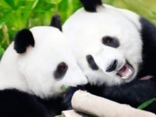 Φωτογραφία για Ρομαντικός έρωτας για… panda!