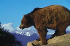 Όταν η «αρκούδα» νιώθει απειλή βγάζει «νύχια»