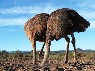 Φωτογραφία για Ν. Αφρική: Γρίπη των πτηνών και σε στρουθοκαμήλους