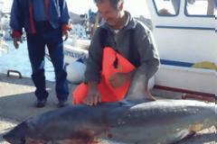 Σκυλόψαρο 4 μέτρων αλιεύτηκε στην Πάτμο