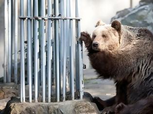 Φωτογραφία για Συγκέντρωση υπογραφών για να σωθούν τα ζώα του Δημοτικού Ζωολογικού Κήπου Θεσσαλονίκης