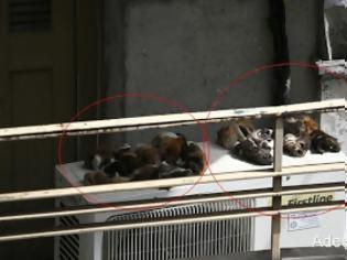 Φωτογραφία για Σοκ: Κάτοικος της Kυψέλης «έλιαζε» προβιές ζώων στο μπαλκόνι του