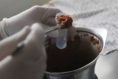 DNA αλόγου σε κρέας Ρουμανίας που είχε κατασχεθεί