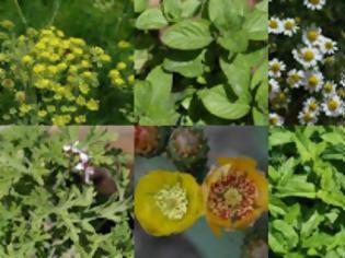 Φωτογραφία για Οι καλλιεργητές αρωματικών και φαρμακευτικών φυτών ενώνουν τις δυνάμεις τους