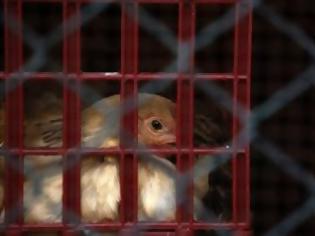 Φωτογραφία για Η γρίπη των πτηνών μεταδόθηκε σε νέα επαρχία στην Κίνα
