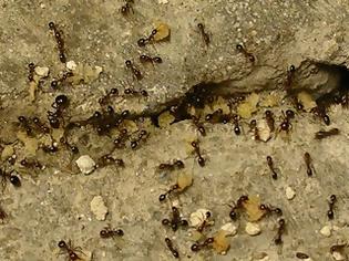 Φωτογραφία για Ξεφoρτωθείτε τα μυρμήγκια μια για πάντα