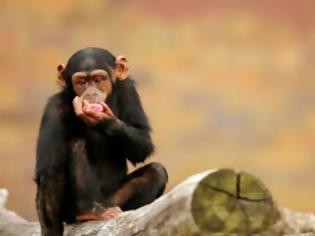 Φωτογραφία για Καλύτερος επενδυτής από τον άνθρωπο ο... χιμπατζής