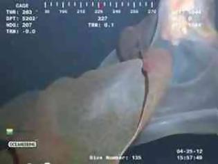 Φωτογραφία για Βίντεο: Μυστήριο πλάσμα βιντεοσκοπήθηκε από δύτη