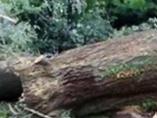 Φωτογραφία για Τραγωδία στη Φθιώτιδα: Δέντρο καταπλάκωσε δασοφύλακα πατέρα τεσσάρων παιδιών