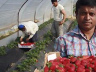 Φωτογραφία για Αυτή είναι όλη η αληθεια για τη χρυσοφόρα καλλιέργεια της φράουλας στην Ηλεία με τον τζίρο των 95 εκατ. ευρώ