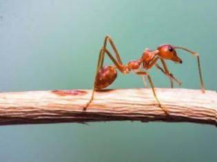 Φωτογραφία για Τα μυρμήγκια ξέρουν μαθηματικά