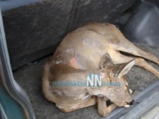 Φωτογραφία για Τραυματισμένο ελαφάκι βρήκαν στην Άνω χώρα και το παρέδωσαν στο Δασαρχείο Ναυπάκτου [video]