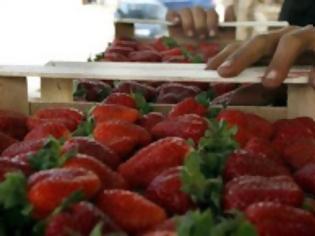 Φωτογραφία για Nτοκουμέντο: Όσα είπε ιδιοκτήτης των χωραφιών με τις ματωμένες φράουλες στους μετανάστες λίγο πριν την επίθεση