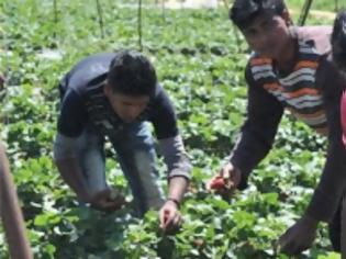 Φωτογραφία για 14χρονα παιδιά-εργάτες στα σκλαβοπάζαρα της φράουλας στη Μανωλάδα εντόπισε χθες η Διεθνής Αμνηστία