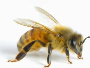 Φωτογραφία για Ηλεία: Νεκρός 55χρονος από επίθεση μελισσών!