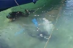 Αιδηψός: Είδαν τέσσερα πόδια στον βυθό του λιμανιού!