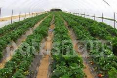 Ηλεία: Οι φράουλες «στοιβάζονται»… στα ψυγεία!