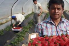 Mανωλάδα: Στον αέρα η συγκομιδή της φράουλας