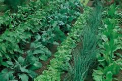 Λαχανόκηποι σε 100 σχολεία της Κύπρου