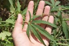 Συνελήφθη στρατιώτης για καλλιέργεια φυτών κάνναβης