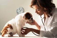 Το Νομικό Συμβούλιο του Κράτους δίνει άδεια στους εθελοντές κτηνιάτρους