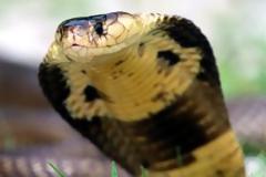 Συνελήφθη οδηγός με 53 βασιλικές κόμπρες στο αυτοκίνητό του