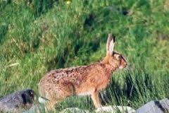 Για έναν λαγό έχασαν το αμάξι τους και οδηγήθηκαν στα κρατητήρια