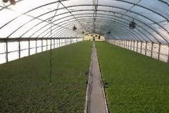 Κοιμούνται μέσα στα θερμοκήπια για να μην τους κλέψουν!