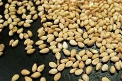 Eντοπίστηκε σαλμονέλα σε σουσάμι