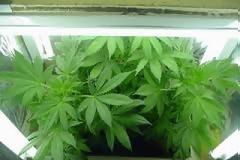 Υγεία: Παυσίπονη μαριχουάνα σε... χάπι προτείνουν ερευνητές