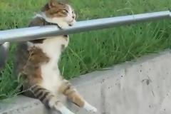 Οι ομοιότητες είναι φοβερές μεταξύ ζώων και ανθρώπων! [video]