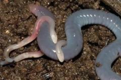 Η μοναδική μητέρα στη φύση που ταΐζει τα μωρά με το δέρμα της