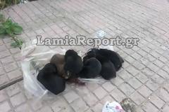Λαμία: Πέταξαν τα κουταβάκια ζωντανά μέσα στον κάδο [video - foto]