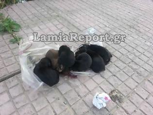 Φωτογραφία για Λαμία: Πέταξαν τα κουταβάκια ζωντανά μέσα στον κάδο [video - foto]