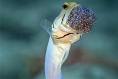 ΑΠΙΣΤΕΥΤΕΣ ΕΙΚΟΝΕΣ: Ψάρι φυλάει τους απογόνους του στο στόμα !!!