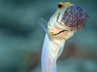 Φωτογραφία για ΑΠΙΣΤΕΥΤΕΣ ΕΙΚΟΝΕΣ: Ψάρι φυλάει τους απογόνους του στο στόμα !!!