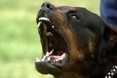 Ρόδος: Βρέθηκε νεκρός δίπλα από το σκυλί του…